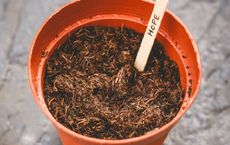 Article Image for A Beginner's Guide to Composting