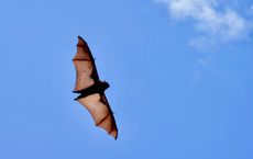 Article Image for Bat Conservation and Ecosystem Health