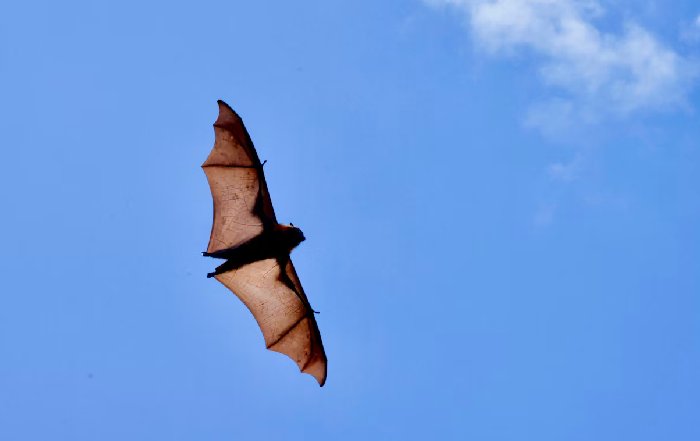Article Image for Bat Conservation and Ecosystem Health
