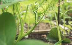 Article Image for Benefits of a Plant-Based Diet for the Planet