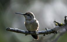 Article Image for Bird Migration Patterns and Climate Change
