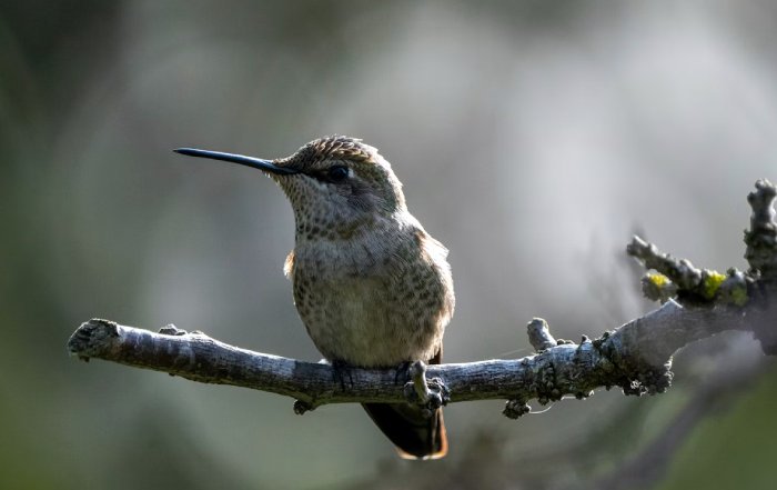 Article Image for Bird Migration Patterns and Climate Change