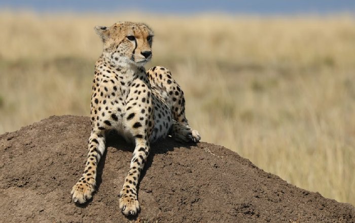 Article Image for Cheetah Conservation Efforts in Southern Africa