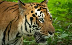 Article Image for Conservation Efforts for Endangered Species