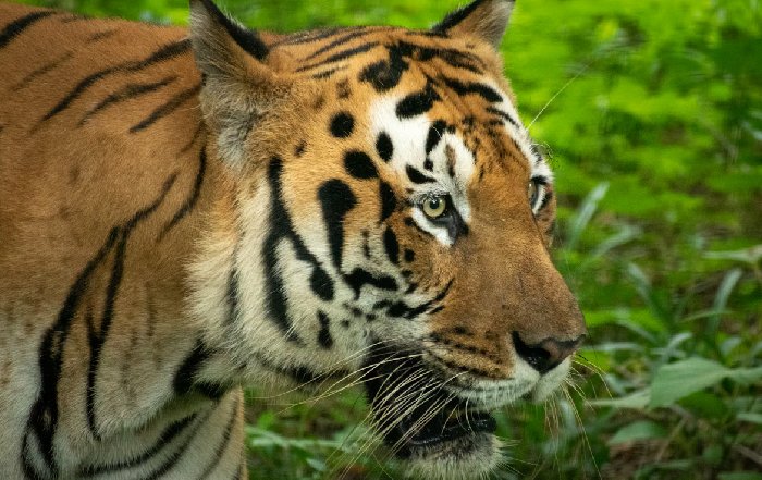Article Image for Conservation Efforts for Endangered Species