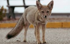 Article Image for Creating Safe Havens for Urban Foxes