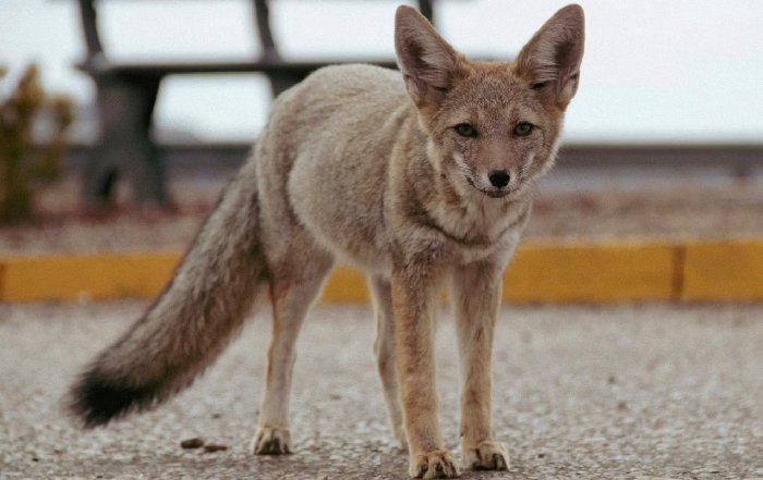 Article Image for Creating Safe Havens for Urban Foxes