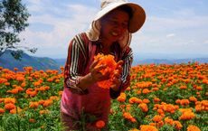 Article Image for Fair Trade and Organic Certification