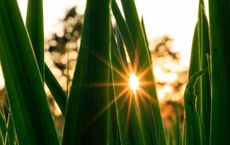 Article Image for Green Investing and Sustainable Finance