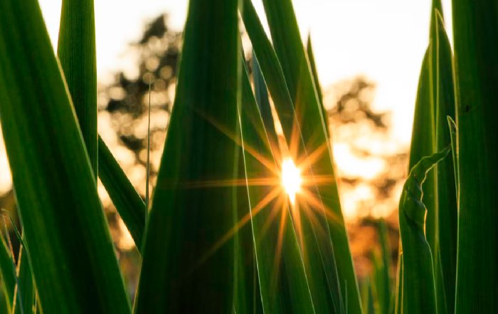Article Image for Green Investing and Sustainable Finance