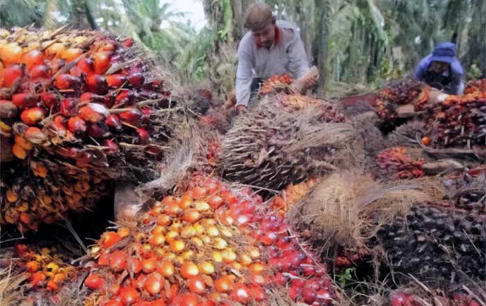 Indonesian Palm Oil A Journey Towards Sustainability