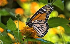 Article Image for Monarch Butterfly Migration and Habitat Loss