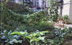 Organic Food Producers A Focus on Natures Path and Beyond