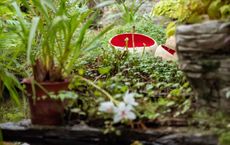 Article Image for Permaculture Principles for Home Gardeners