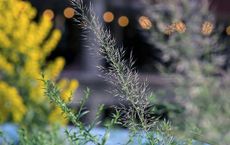 Can Plants Really Talk