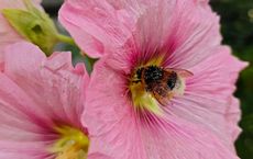 Article Image for Protecting Pollinators in Your Backyard