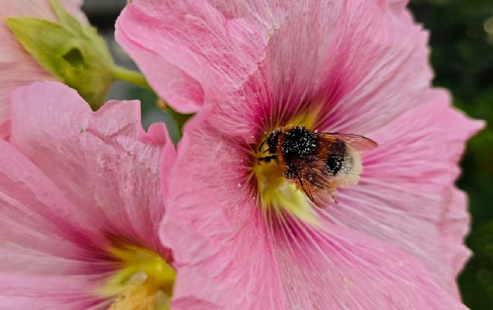 Article Image for Protecting Pollinators in Your Backyard