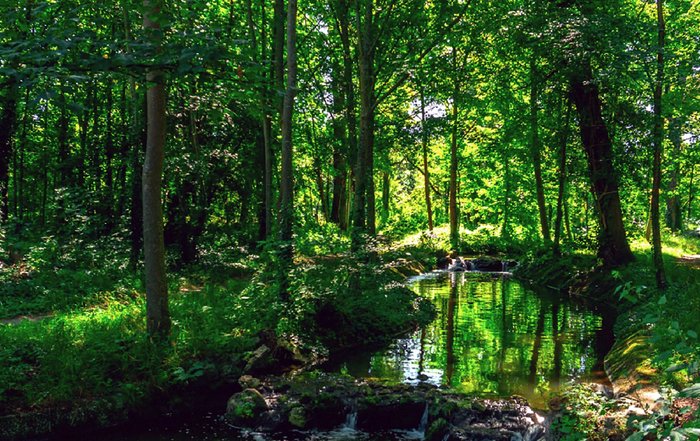Article Image for The Benefits of Forest Bathing and Nature Connection