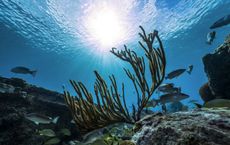Article Image for The Importance of Protecting Ocean Ecosystems
