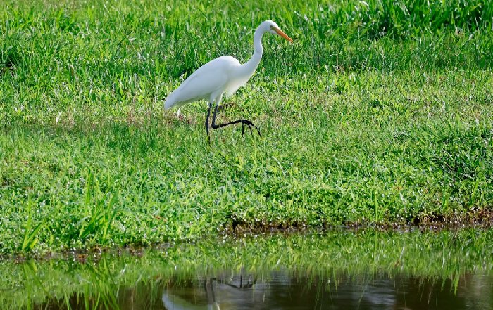 Article Image for The Legacy of Rachel Carson and Silent Spring