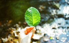 Article Image for The Psychology Behind Eco-Friendly Choices