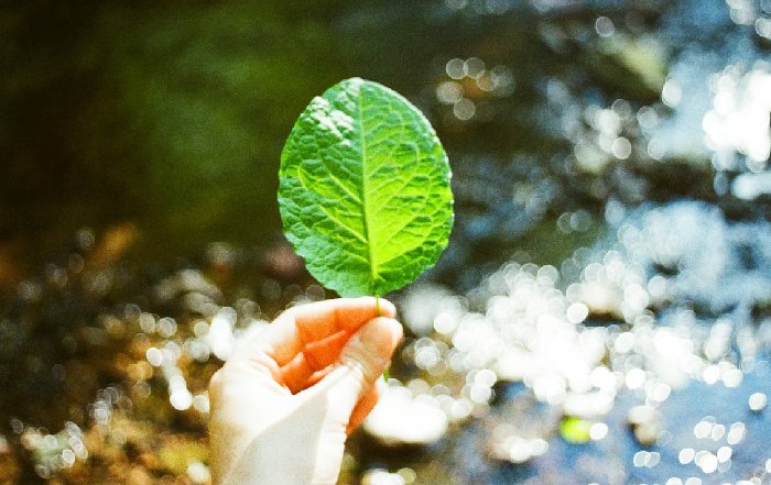 Article Image for The Psychology Behind Eco-Friendly Choices