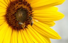 Article Image for The Role of Bees in Our Ecosystem