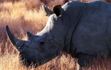 Article Image for The Role of Policy in Protecting Endangered Species