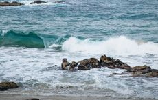 Article Image for The Truth About Ocean Acidification
