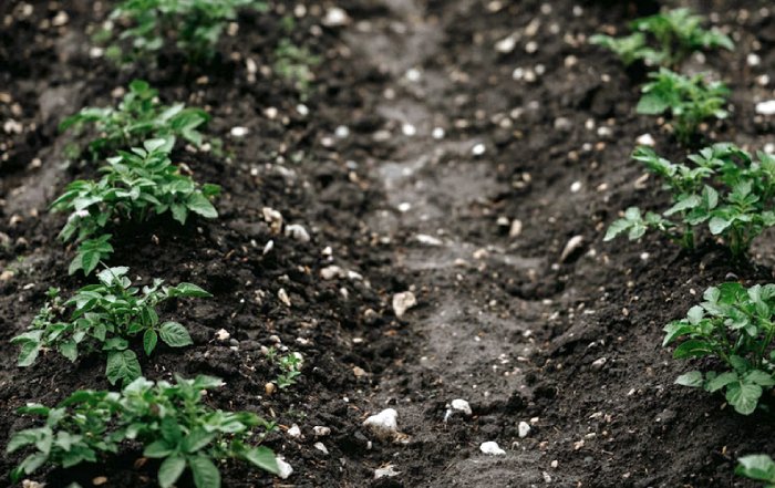 Article Image for Understanding Soil Health and Regenerative Agriculture