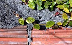 Urban Biodiversity Projects That Transform Concrete Jungles into Green Spaces