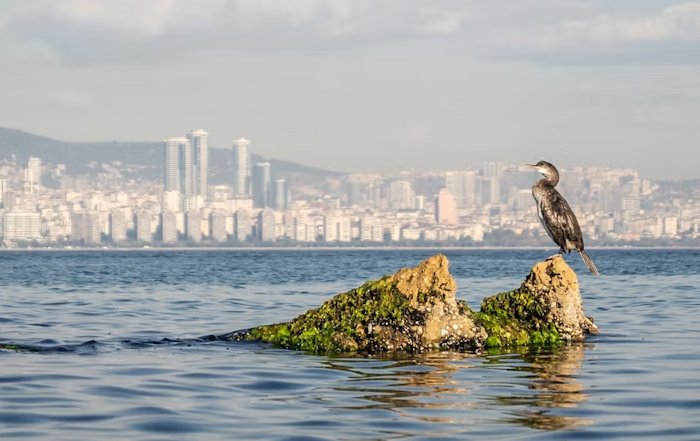 Article Image for Urban Wildlife Conservation Strategies