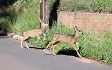 Article Image for Ways to Support Local Wildlife in Urban Areas