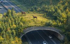 Article Image for Wildlife Corridors and Highway Crossings