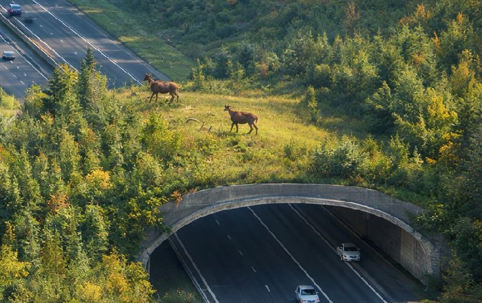 Article Image for Wildlife Corridors and Highway Crossings
